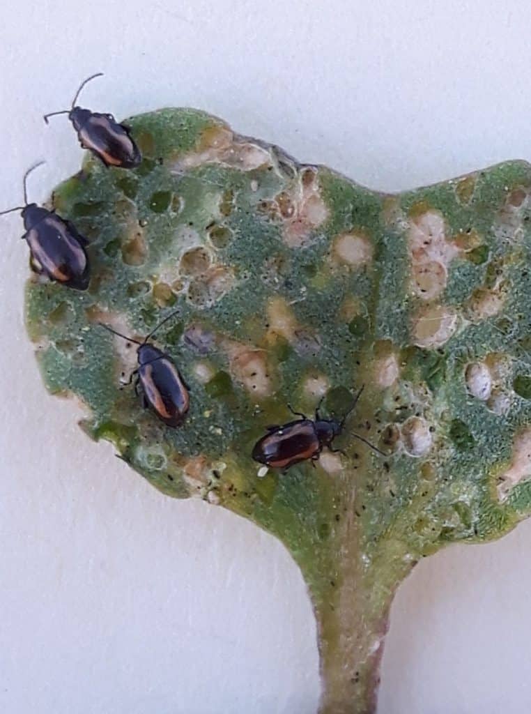 Flea Beetle defoliation


