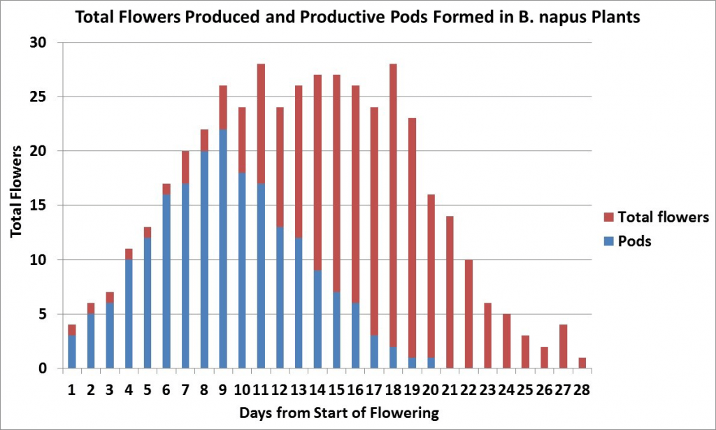 Total B. napus  flowers and pods formed over time (graph)