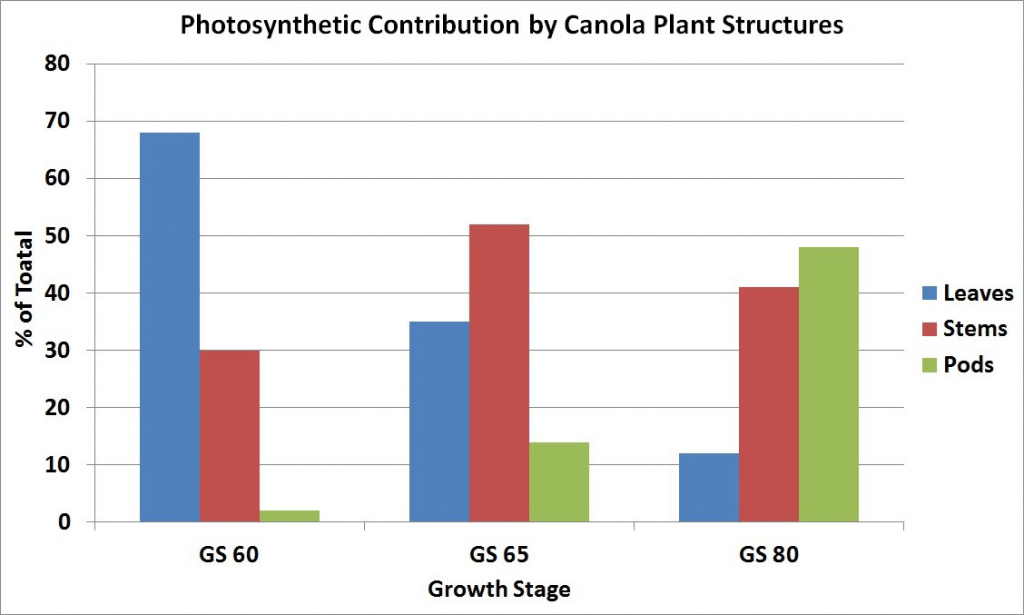 Photosynthetic contribution by canola plant structures (graph)