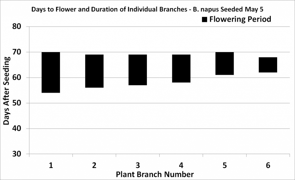 B. napus flowering progression (graph)