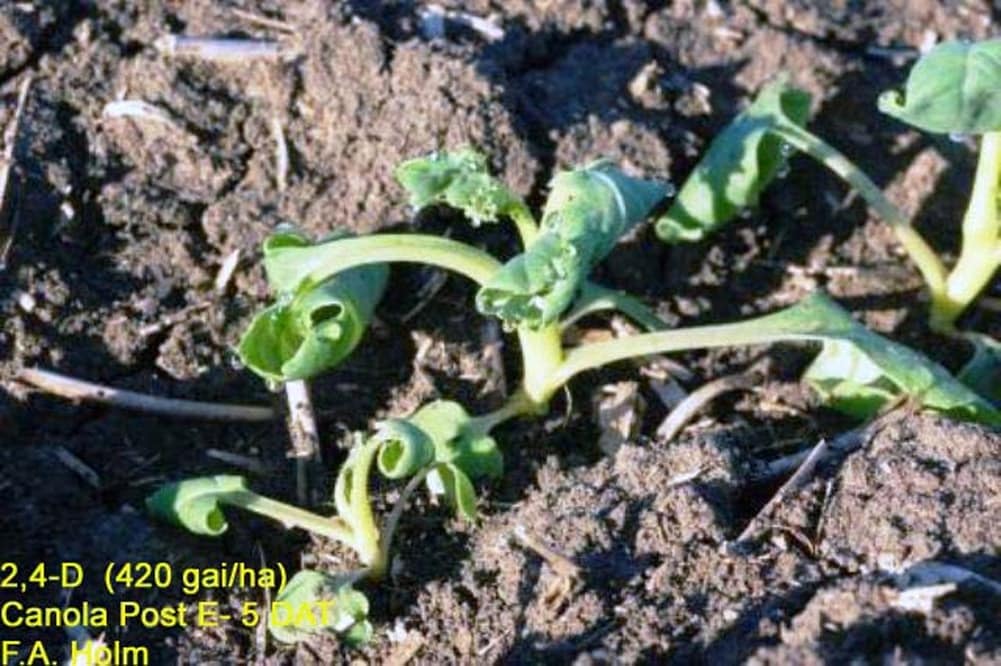 Group 4 herbicide damage