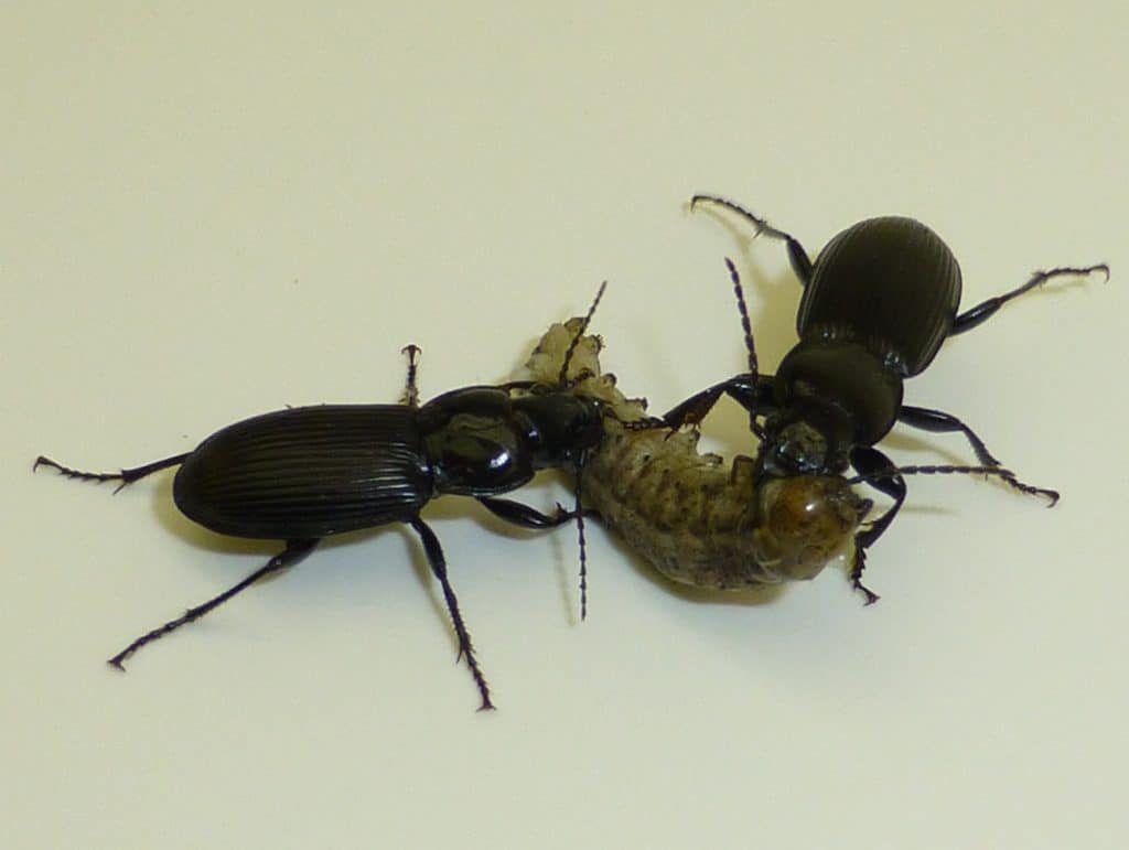 Carabid beetles (beneficial insect) eating a cutworm

