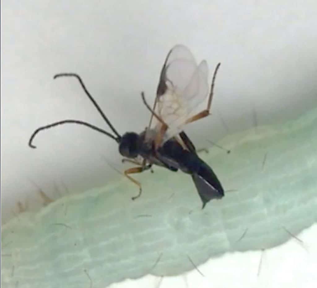 Wasp (beneficial insect) parastising a cabbage looper 
