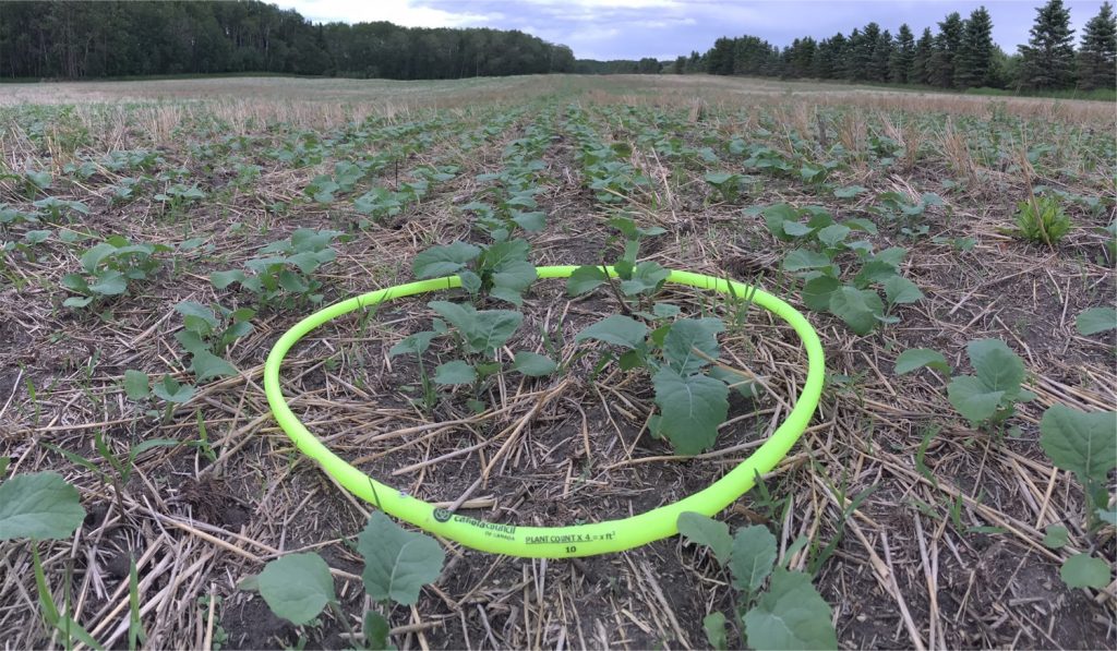 A standard 56cm-diameter hoop is equal to 1/4 of a square metre

