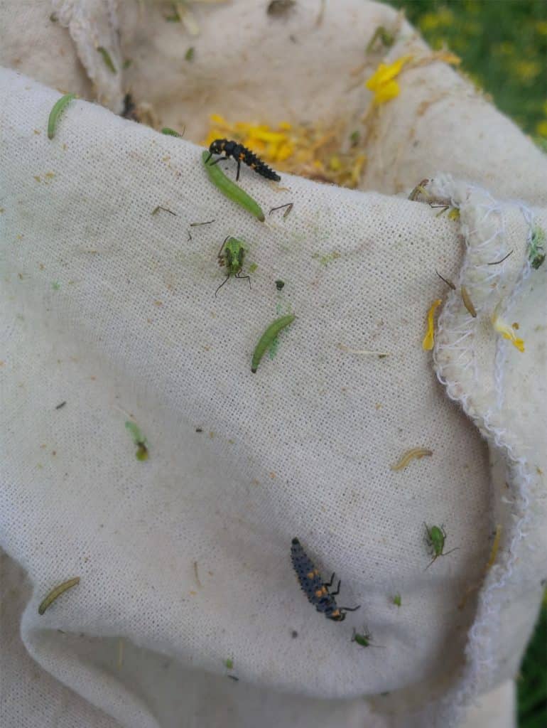 Beneficial insects in a sweep net


