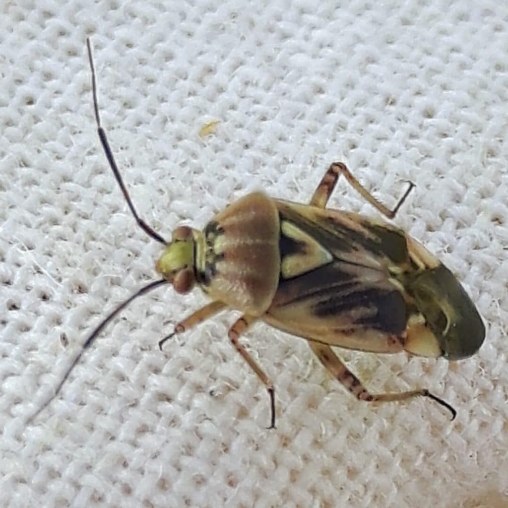 Adult lygus bug 

