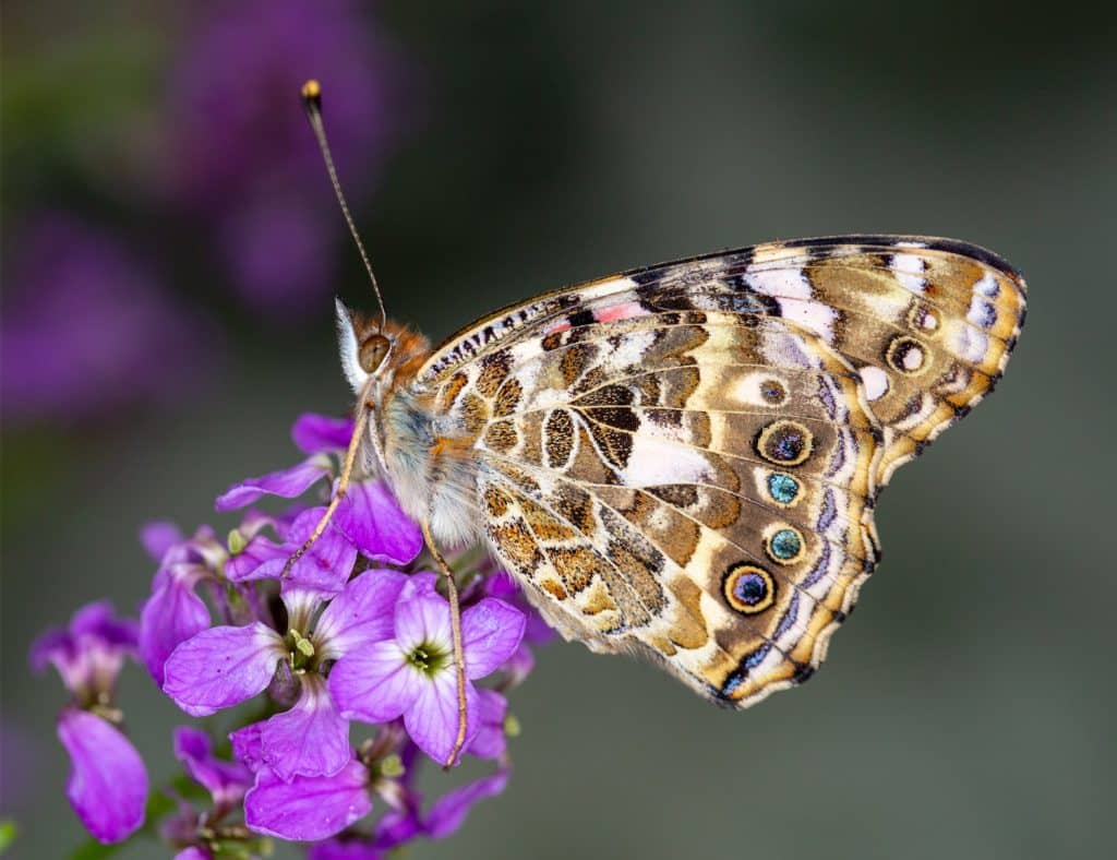 Painted Lady Butterfly

