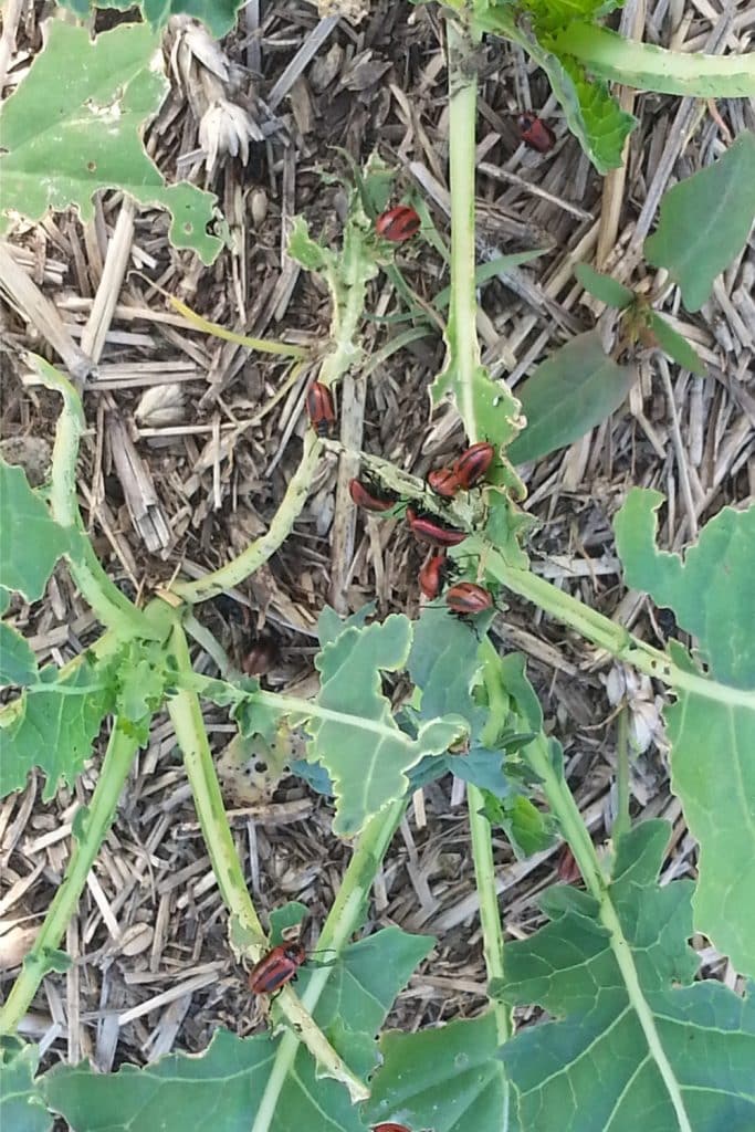 Red turnip beetles feeding on canola

