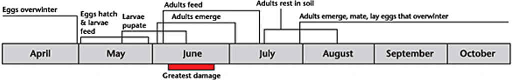 Red turnip beetle life cycle