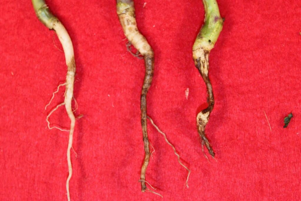 Brown girdling root rot infections