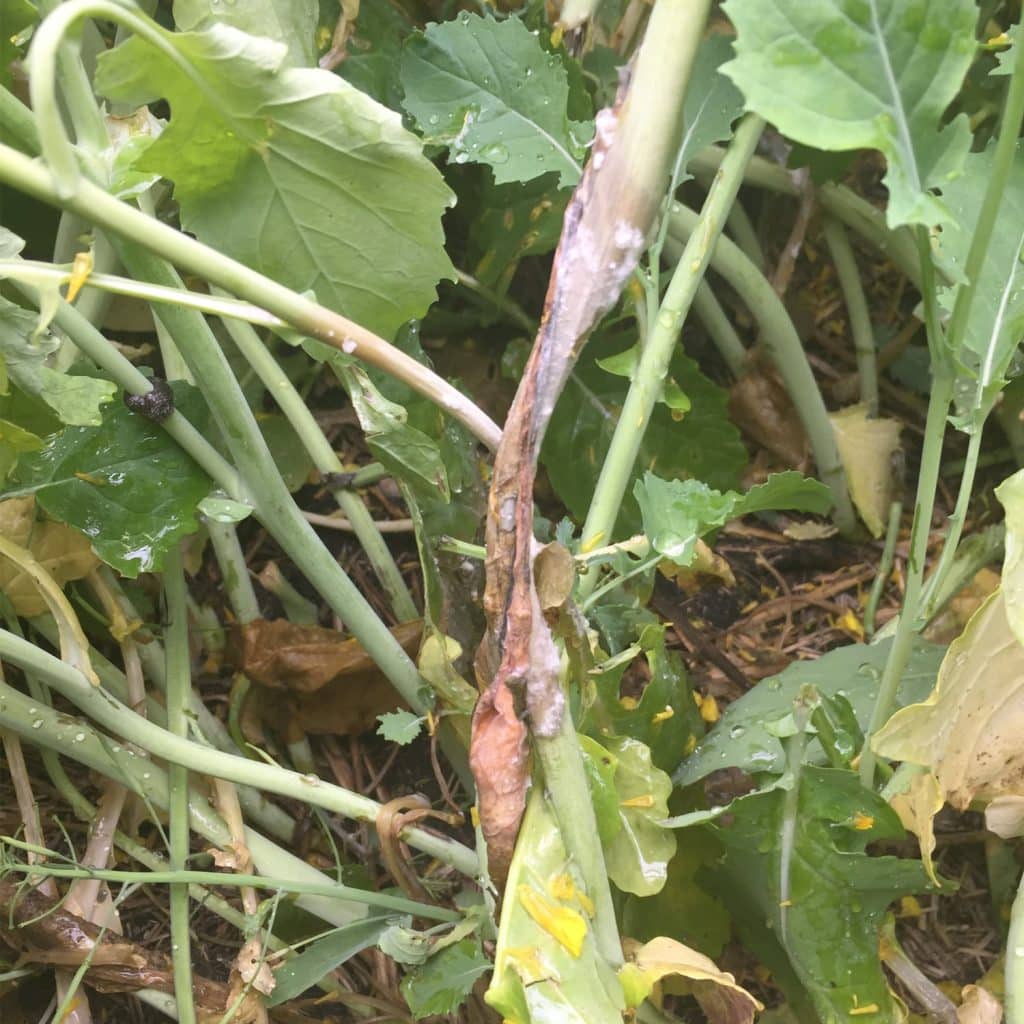 Sclerotinia stem lesion