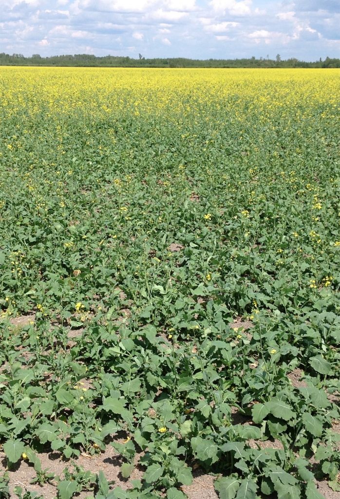 Red turnip beetles feeding on canola headland

