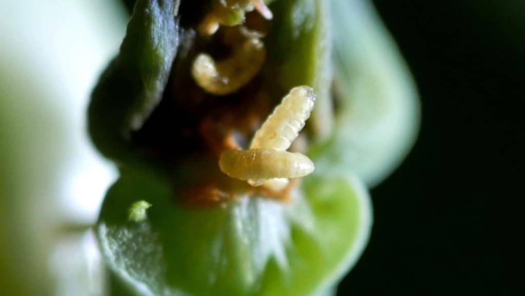 Swede Midge Larvae and feeding damage
