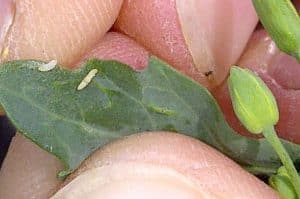 Swede midge larvae
