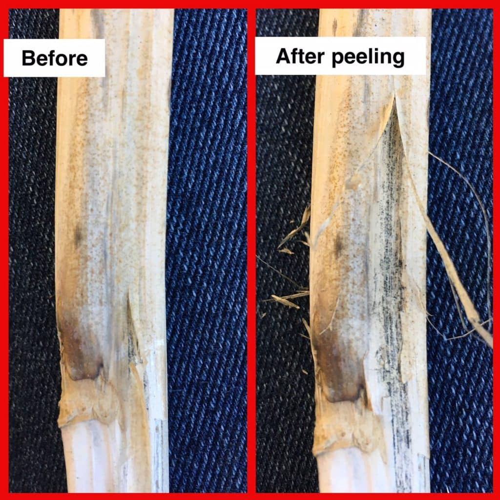 Revealing mircoscerotia on canola stem