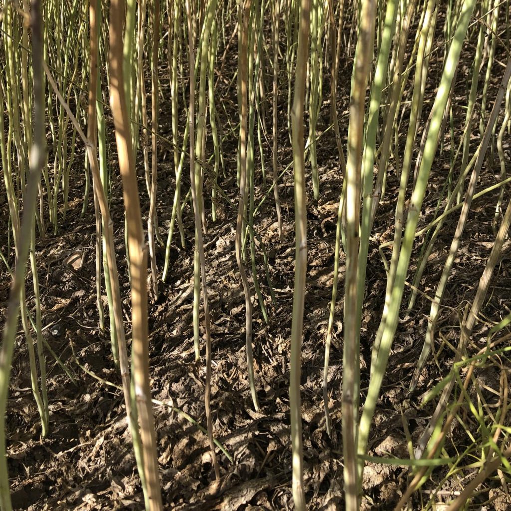 Canola senescing prior to harvest (a symptom of verticillium stripe in the canopy)