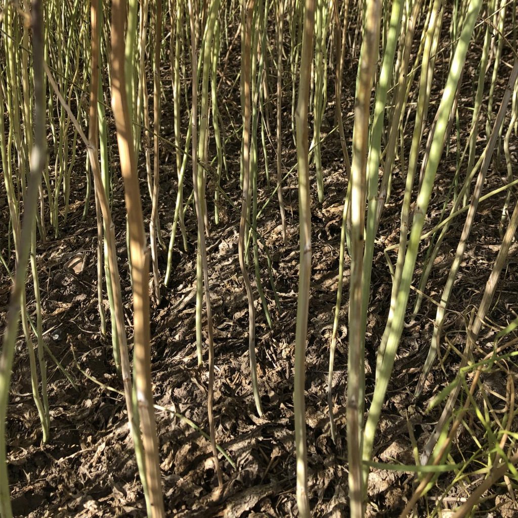 Verticillium in the canopy