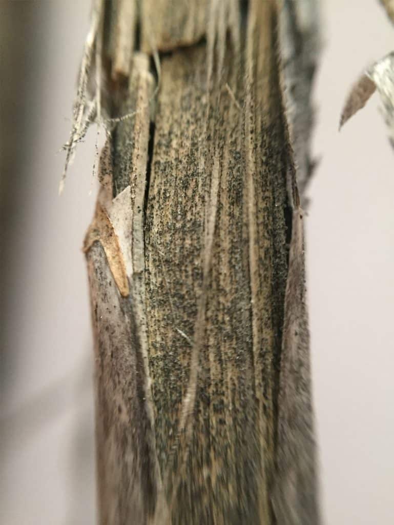 Microscerotia of verticillium stripe