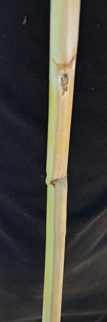 Striped premature senescence of a verticillium stripe-infected canola stem