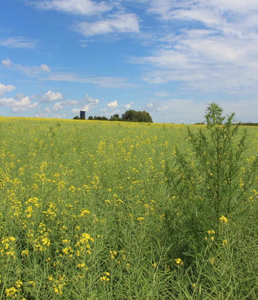 Big kochia should be hand-pulled or mowed out before it sets seed.