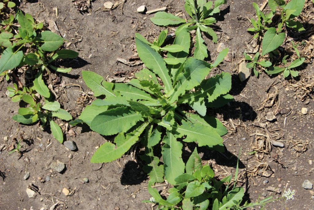 Sow thistle 