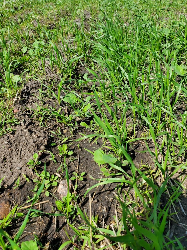 Volunteer cereals