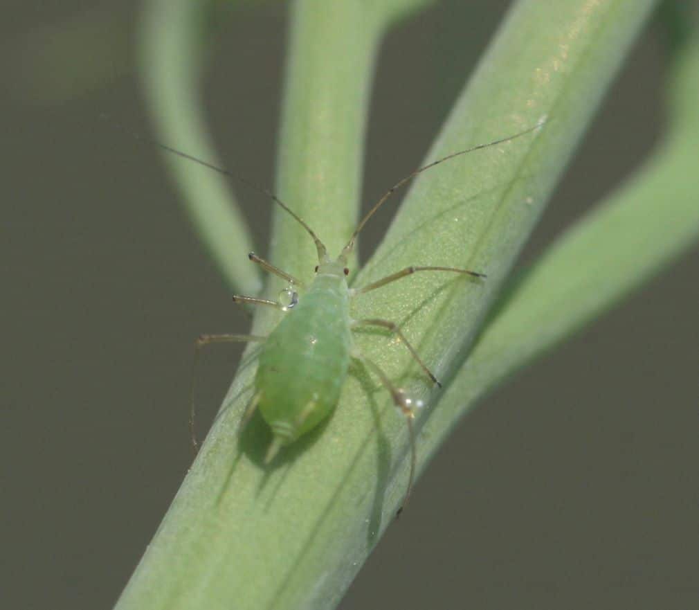 Aphid-website-ready-1.jpg