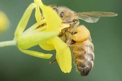 Graphic of bee feeding on canola flowers