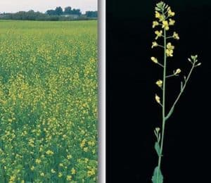 Canola at 20% flower. Source: NDSU