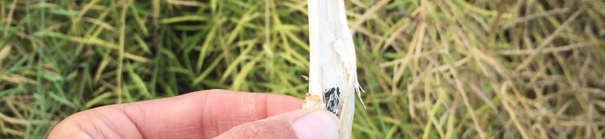 sclerotia bodies in a sclerotinia-infected canola stem