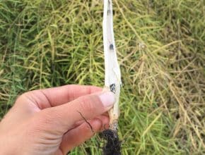 sclerotia bodies in a sclerotinia-infected canola stem