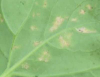 Same damage, taken from the underside of the leaf.