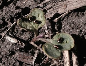 Striped flea beetles. Photo credit: Deanna McLennan