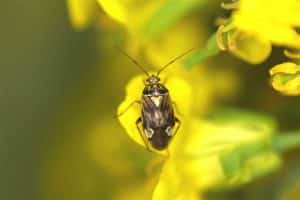 Adult Lygus Bug