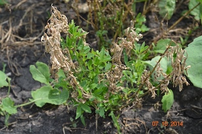 Alfalfa regrowth