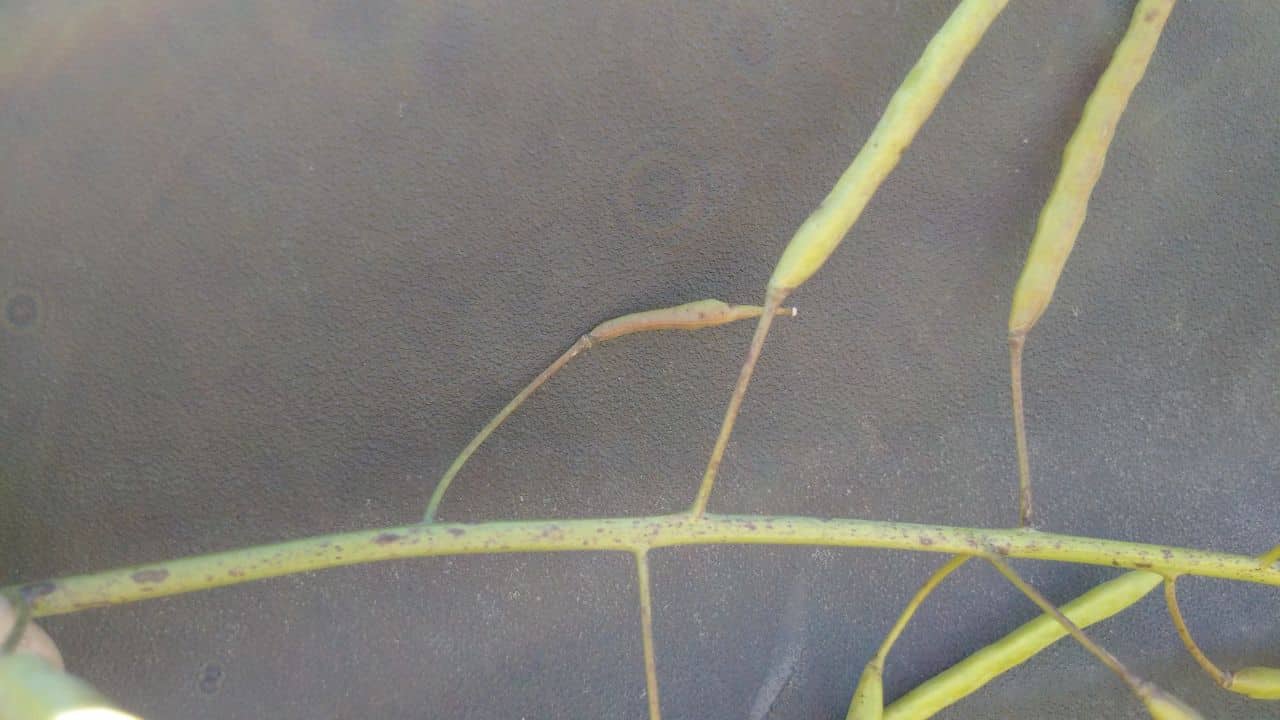 Alternaria 2_Manitoba_Aug 6 2015_Angela B