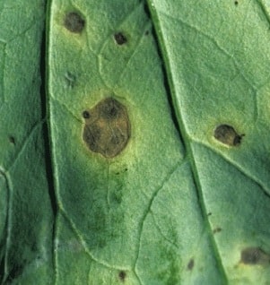 Alternaria black spot on canola leaf.