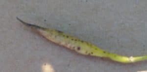 Alternaria black spot