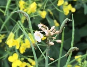 These aphids clusters look bad but very few plants have them. Credit: Justine Cornelsen