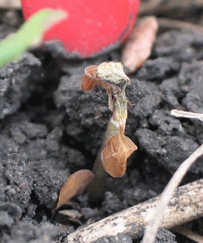 April-4-Frost-killed-seedling