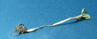 April-4-Wirestem