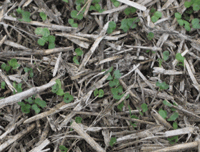 volunteer canola