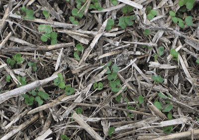 volunteer canola