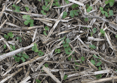 Volunteer canola. Best to hit them with a pre-seed burnoff with Cleanstart, Amitrol 240 or (if non RR) glyphosate.