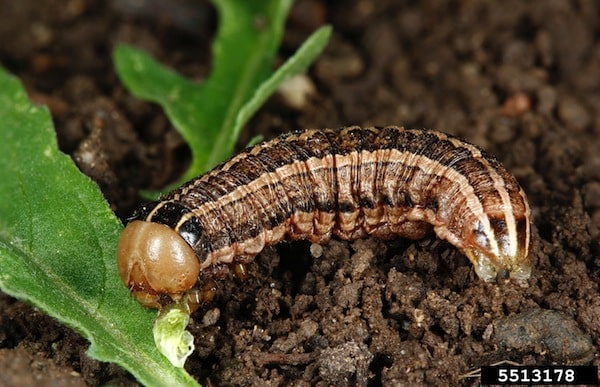 Army cutworm. Credit: Joseph Berger