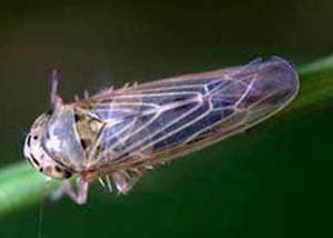 Aster leafhopper numbers are higher than usual in some locations. Source: Chrystel Olivier, AAFC