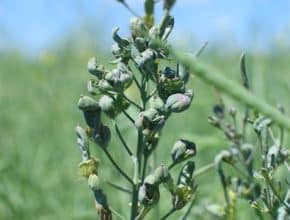 aster yellows disease in canola