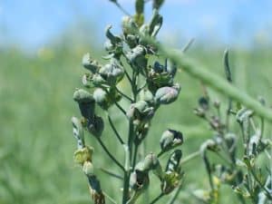 Aster yellows in canola