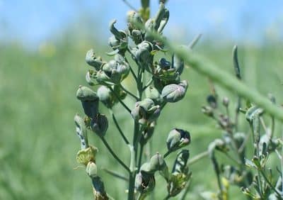 aster yellows disease in canola