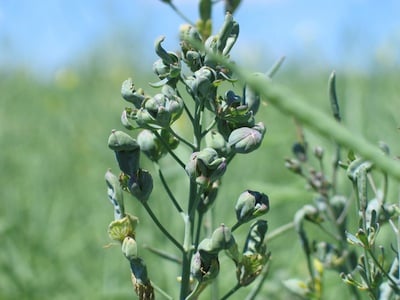 aster yellows disease in canola